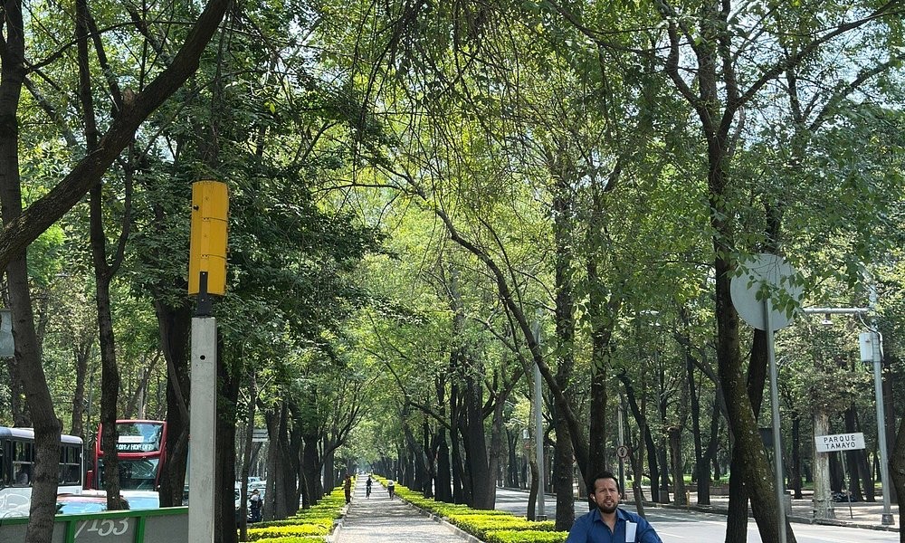 A tree-lined street near Casa Malí by Dominion, in Mexico City's leafy Roma neighbourhood