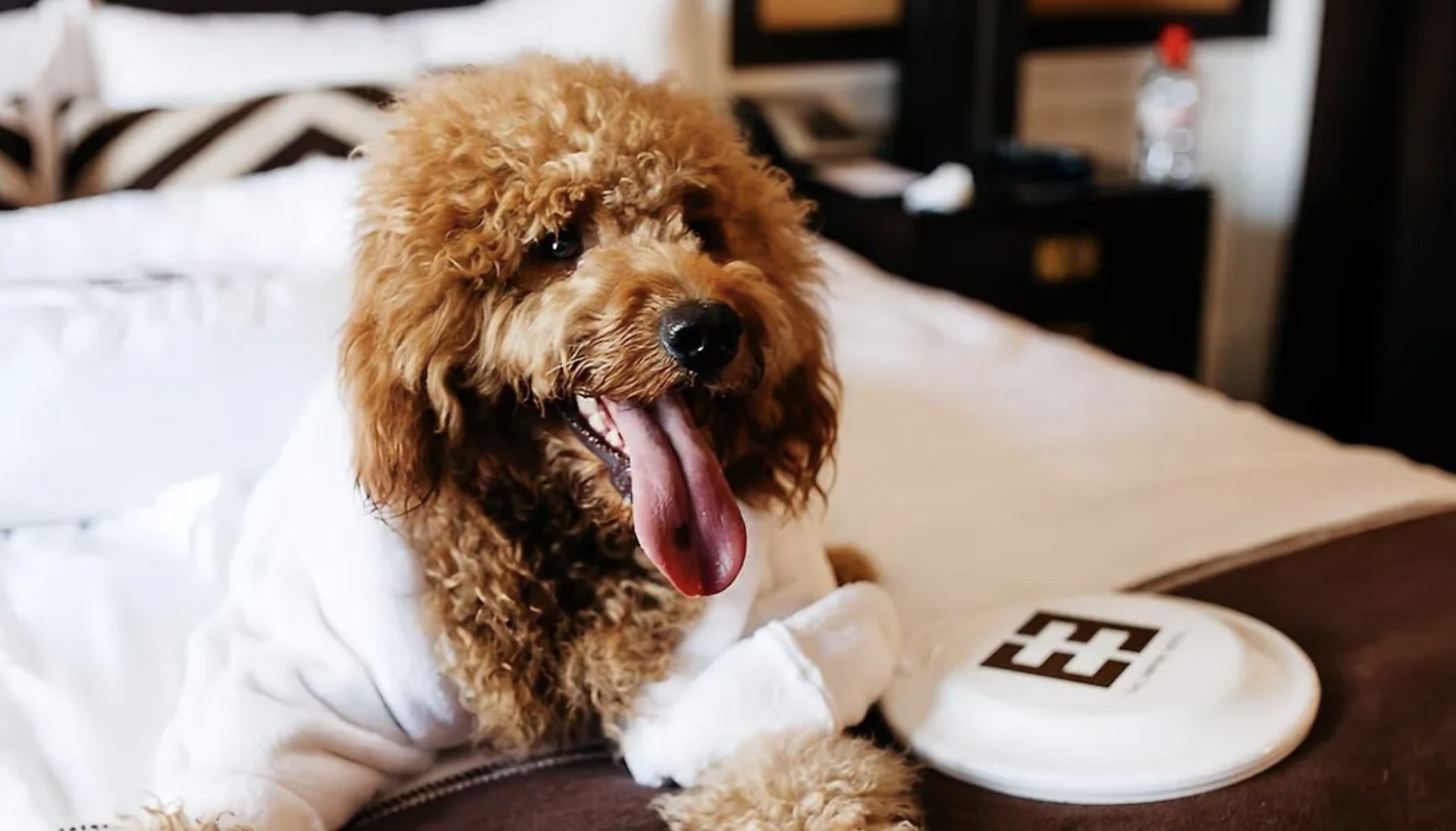 A small guest settling in with the hotel's signature robe