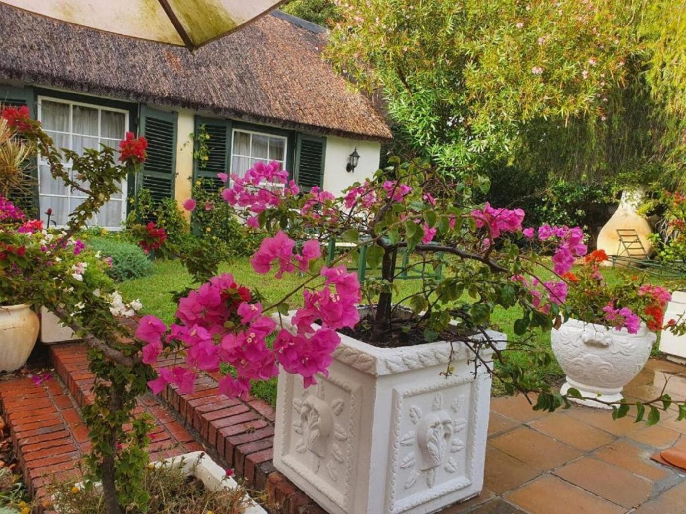 Bougainvillea in bloom in the garden