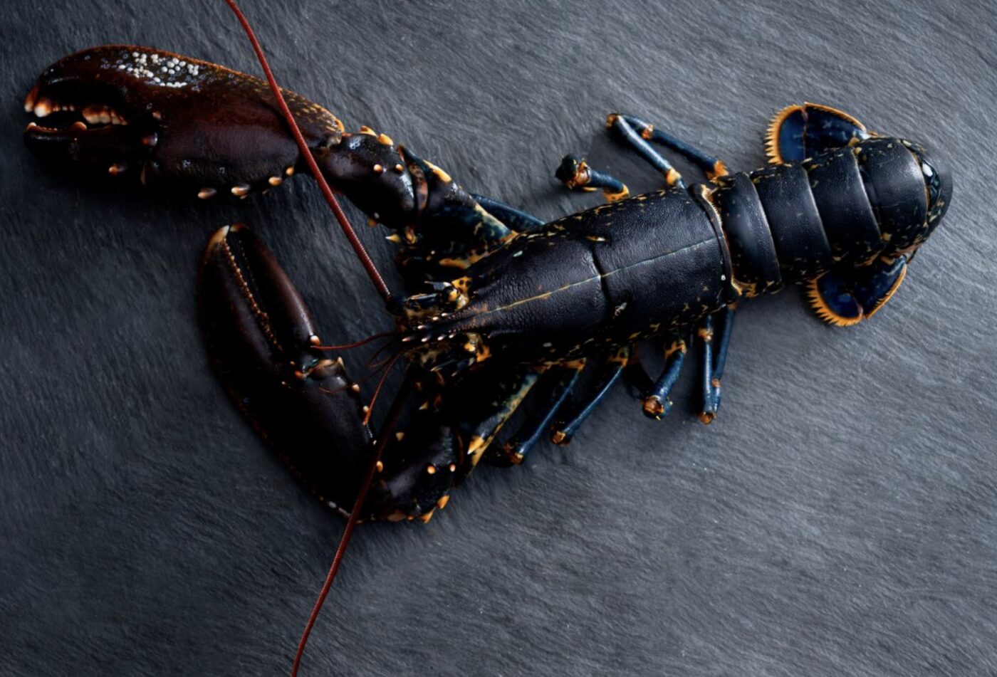 A whole raw lobster presented on a slate board