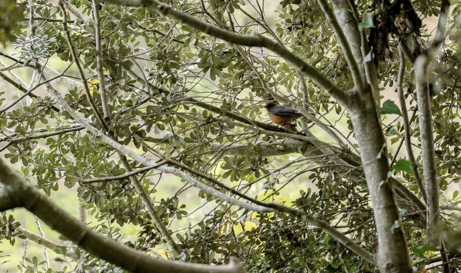 Birdlife in the villa's wooded garden
